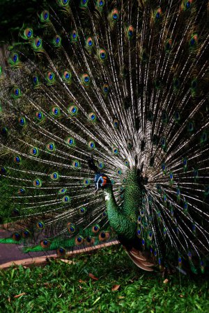 Foto de El pavo real azul o pavo real indio, cuyo nombre científico es Pavo cristatus. El pavo real azul tiene plumas brillantes de color azul oscuro. - Imagen libre de derechos