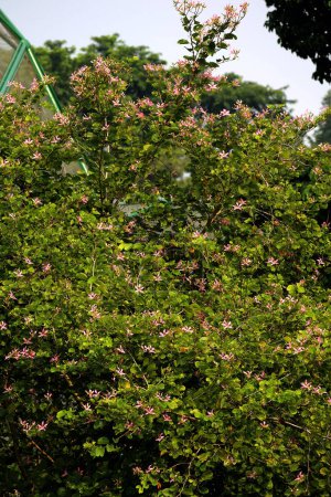 Foto de Bauhinia blakeana, comúnmente llamado el árbol de la orquídea de Hong Kong, es un árbol de nuez del género Bauhinia con hojas gruesas y llamativas flores rojas púrpuras.. - Imagen libre de derechos