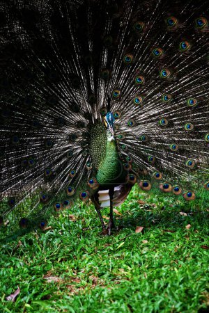 Photo for The blue peacock or Indian peacock, whose scientific name is Pavo cristatus. The blue peacock has shiny dark blue feathers. - Royalty Free Image