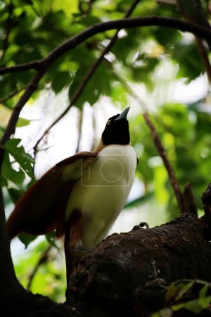 El ave menor del paraíso, Paradisaea minor es un ave del paraíso en el género Paradisaea