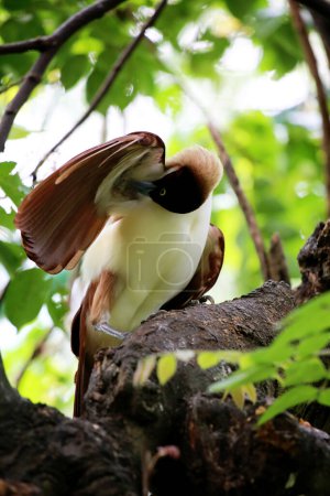 Der Paradiesvogel Paradisaea minor ist ein Paradiesvogel der Gattung Paradisaea