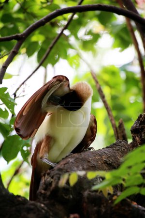 The lesser bird of paradise, Paradisaea minor is a bird of paradise in the genus Paradisaea