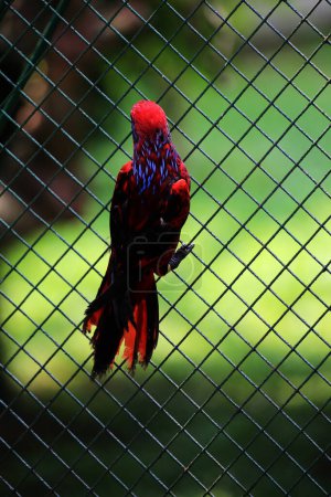 Blue-streaked lory (Eos reticulata) also known as blue-necked lory