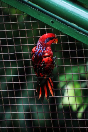 Blue-streaked lory (Eos reticulata) also known as blue-necked lory