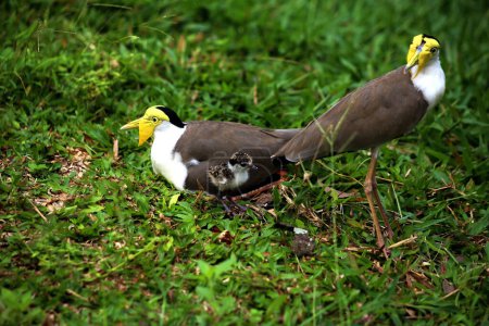Photo for Masked Lapwing or Vanellus mile with its newly hatched chicks. - Royalty Free Image