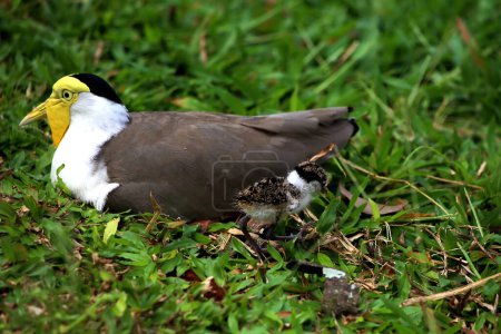 Lapwing masqué ou Vanellus mile avec ses poussins nouvellement éclos.