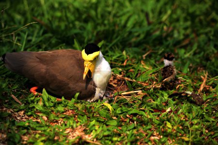 Enmascarado Lapwing o Vanellus milla con sus polluelos recién nacidos.