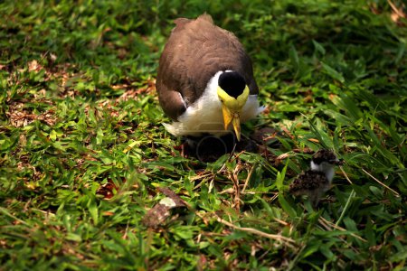 Photo for Masked Lapwing or Vanellus mile with its newly hatched chicks. - Royalty Free Image