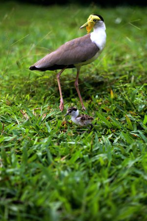 Masked Lapwing or Vanellus mile with its newly hatched chicks.