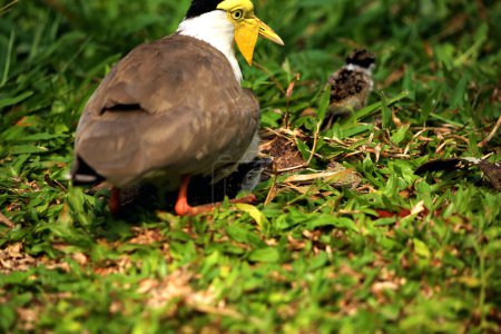 Foto de Enmascarado Lapwing o Vanellus milla con sus polluelos recién nacidos. - Imagen libre de derechos