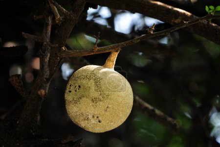 Kawis oder Kawista-Früchte, wissenschaftlich Limonia acidissima genannt, enthalten medizinische Eigenschaften für verschiedene Krankheiten.