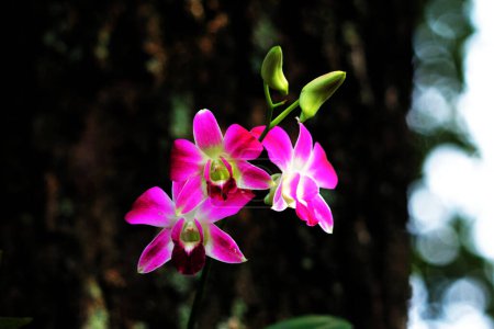 Bauhinia blakeana, comúnmente llamado el árbol de la orquídea de Hong Kong, es un árbol de nuez del género Bauhinia con hojas gruesas y llamativas flores rojas púrpuras..
