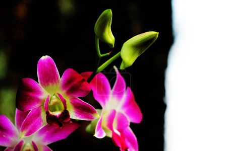 Foto de Bauhinia blakeana, comúnmente llamado el árbol de la orquídea de Hong Kong, es un árbol de nuez del género Bauhinia con hojas gruesas y llamativas flores rojas púrpuras.. - Imagen libre de derechos