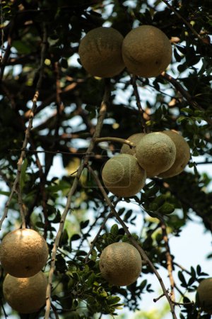 Le fruit kawis ou kawista, appelé scientifiquement Limonia acidissima, contient des propriétés médicinales pour diverses maladies..