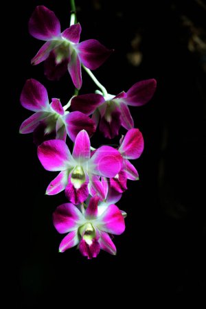 Téléchargez les photos : Bauhinia blakeana, communément appelé orchidée de Hong Kong, est un noyer du genre Bauhinia aux feuilles épaisses et aux fleurs rouge violacé frappantes.. - en image libre de droit