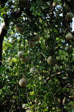 Téléchargez les photos : Kawis or kawista fruit, scientifically named Limonia acidissima, contains medicinal properties for various diseases. - en image libre de droit
