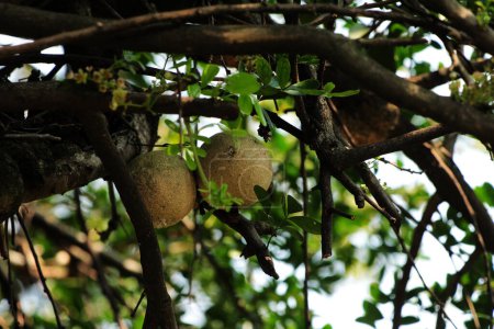 Kawis oder Kawista-Früchte, wissenschaftlich Limonia acidissima genannt, enthalten medizinische Eigenschaften für verschiedene Krankheiten.