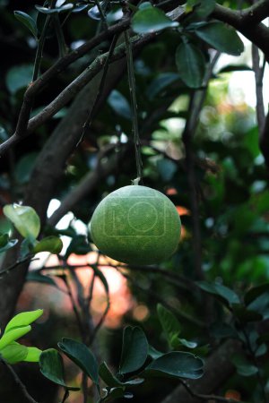 Pamplemousse ou pomelo, nom scientifique Citrus maxima. La chair du fruit est granuleuse avec une couleur rouge-orange et le goût a tendance à être doux, mélangé avec aigre et légèrement amer.