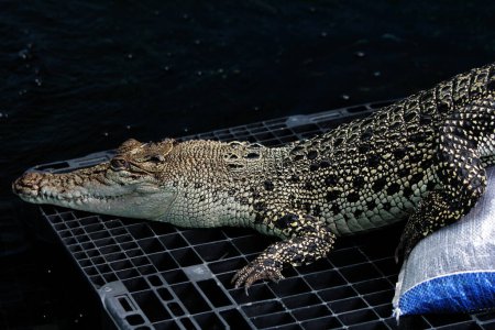 Faux Gharial ou Tomistoma schlegelii. Dans la langue locale, il est appelé le crocodile Senyulong qui se caractérise par un museau long et mince, et les dents qui dépassent de sa mâchoire supérieure.