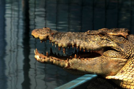 Faux Gharial ou Tomistoma schlegelii. Dans la langue locale, il est appelé le crocodile Senyulong qui se caractérise par un museau long et mince, et les dents qui dépassent de sa mâchoire supérieure.