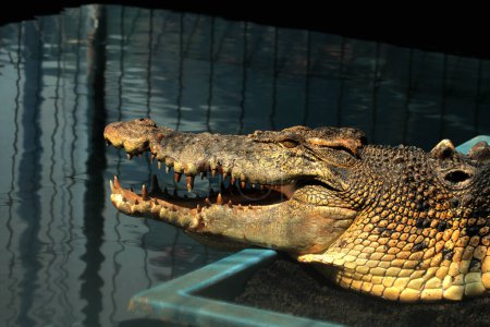 False Gharial or Tomistoma schlegelii. In local language it is called the Senyulong Crocodile which is characterized by a long and slender snout, and teeth that protrude from its upper jaw.