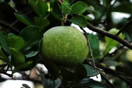 Grapefruit or pomelo, scientific name Citrus maxima. The flesh of the fruit is grainy with a red-orange color and the taste tends to be sweet, mixed with sour and slightly bitter.