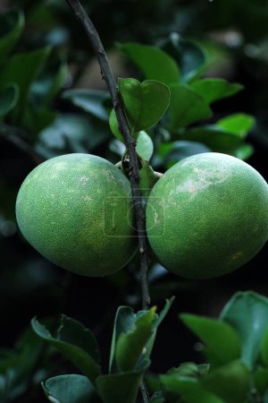 Pomelo, nombre científico Citrus maxima. La pulpa de la fruta es granulada con un color rojo-naranja y el sabor tiende a ser dulce, mezclado con agrio y ligeramente amargo..