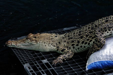 Falsche Gharial oder Tomistoma schlegelii. In der lokalen Sprache wird es Senyulong-Krokodil genannt, das sich durch eine lange und schlanke Schnauze und Zähne auszeichnet, die aus seinem Oberkiefer herausragen..