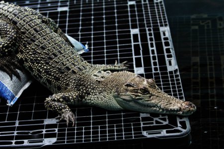 Falsche Gharial oder Tomistoma schlegelii. In der lokalen Sprache wird es Senyulong-Krokodil genannt, das sich durch eine lange und schlanke Schnauze und Zähne auszeichnet, die aus seinem Oberkiefer herausragen..