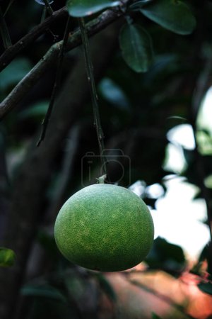 Pomelo, nombre científico Citrus maxima. La pulpa de la fruta es granulada con un color rojo-naranja y el sabor tiende a ser dulce, mezclado con agrio y ligeramente amargo..