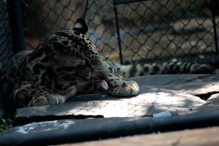 The Sumatran clouded leopard or Neofelis diardi diardi is a type of wild cat that lives on the island of Sumatra. This animal is nocturnal, meaning it actively hunts at night.