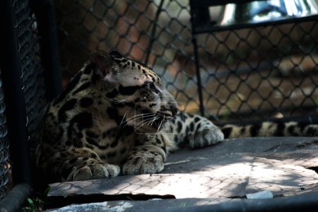 Téléchargez les photos : The Sumatran clouded leopard or Neofelis diardi diardi is a type of wild cat that lives on the island of Sumatra. This animal is nocturnal, meaning it actively hunts at night. - en image libre de droit