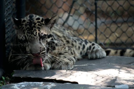 The Sumatran clouded leopard or Neofelis diardi diardi is a type of wild cat that lives on the island of Sumatra. This animal is nocturnal, meaning it actively hunts at night.