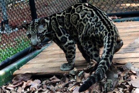 Téléchargez les photos : The Sumatran clouded leopard or Neofelis diardi diardi is a type of wild cat that lives on the island of Sumatra. This animal is nocturnal, meaning it actively hunts at night. - en image libre de droit