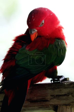 Kasturi ternate oder Lorius garrulus wird als endemisch auf Nord-Maluku eingestuft. Im Englischen ist dieser Vogel als Chattering Lory bekannt.