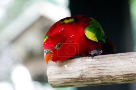 Le Kasturi ternate ou Lorius garrulus est classé endémique du Maluku du Nord. En anglais this bird is known as Chattering Lory.