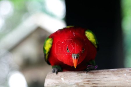 Le Kasturi ternate ou Lorius garrulus est classé endémique du Maluku du Nord. En anglais this bird is known as Chattering Lory.
