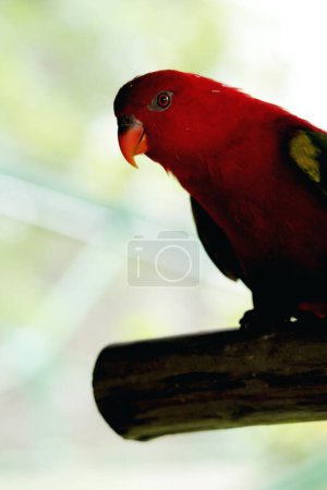 Kasturi ternate o Lorius garrulus se clasifica como endémico del norte de Maluku. En inglés this bird is known as Chattering Lory.