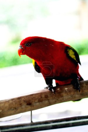 Kasturi ternate or Lorius garrulus is classified as endemic to North Maluku. In English this bird is known as Chattering Lory.