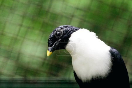 Cracticus cassicus or Jagal Papua bird is a bird with dominant colours of white and black, which can be found in Indonesia and Papua New Guinea.
