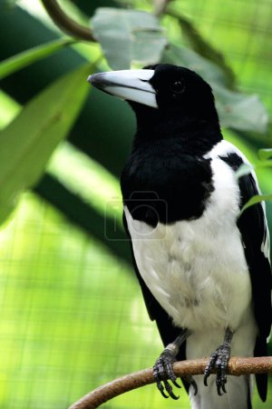 Cracticus cassicus o pájaro de Papúa Jagal es un ave con colores predominantes de blanco y negro, que se puede encontrar en Indonesia y Papúa Nueva Guinea.