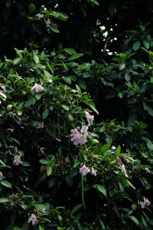 Trumpet Tree, Pink Poui, New World Trumpet, Rosy Trumpet Tree. Scientific name Tabebuia rosea.