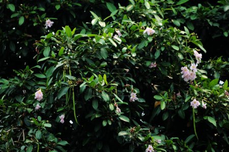 Trumpet Tree, Pink Poui, New World Trumpet, Rosy Trumpet Tree. Wissenschaftlicher Name Tabebuia rosea.