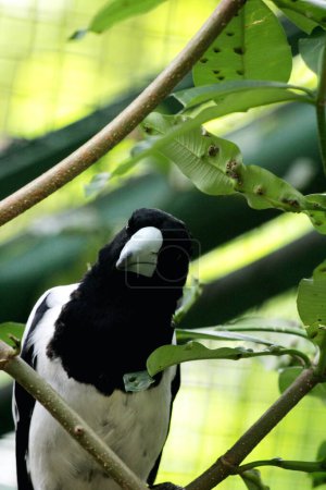 Cracticus cassicus o pájaro de Papúa Jagal es un ave con colores predominantes de blanco y negro, que se puede encontrar en Indonesia y Papúa Nueva Guinea.