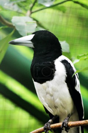 Photo for Cracticus cassicus or Jagal Papua bird is a bird with dominant colours of white and black, which can be found in Indonesia and Papua New Guinea. - Royalty Free Image