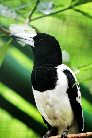 Photo for Cracticus cassicus or Jagal Papua bird is a bird with dominant colours of white and black, which can be found in Indonesia and Papua New Guinea. - Royalty Free Image
