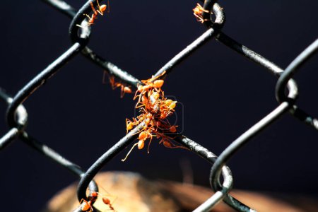 Un grupo de hormigas rojas trabajan juntas para encontrar comida.