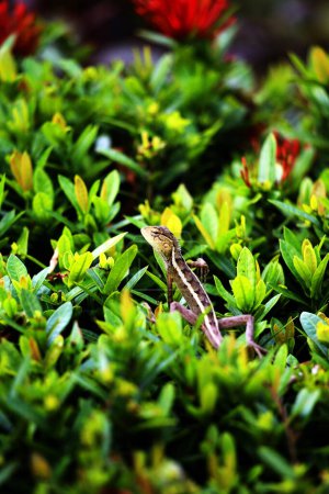 A lizard perched sunbathing on green leaves.