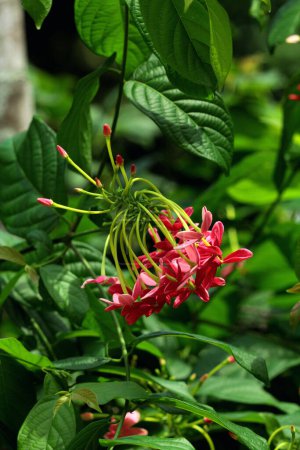 Photo for Combretum indicum, commonly known as the Rangoon creeper or Burma creeper, is a vine with red flower clusters. - Royalty Free Image