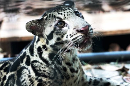The Sumatran clouded leopard or Neofelis diardi diardi is a type of wild cat that lives on the island of Sumatra. This animal is nocturnal, meaning it actively hunts at night